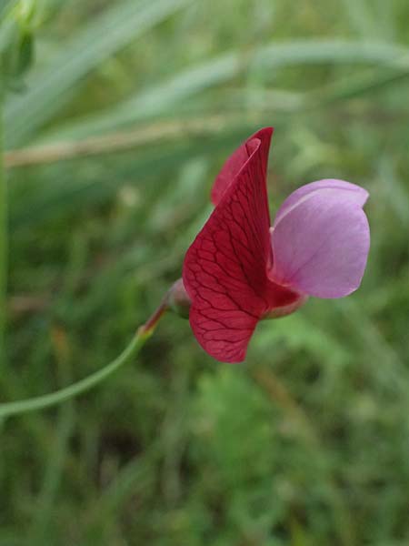 Lathyrus clymenum \ Purpur-Platterbse / Crimson Pea, Kos Psalidi 15.4.2026
