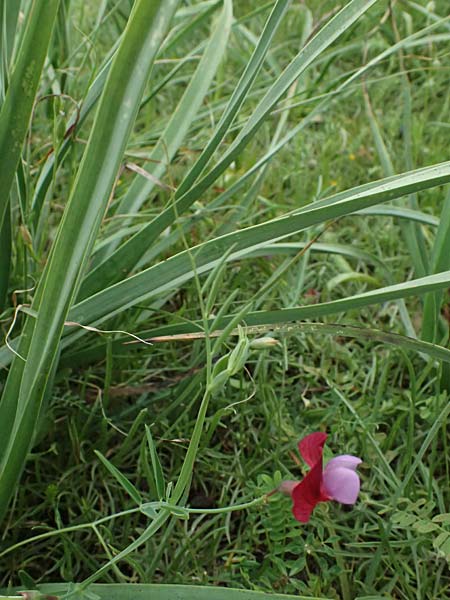 Lathyrus clymenum \ Purpur-Platterbse / Crimson Pea, Kos Psalidi 15.4.2026