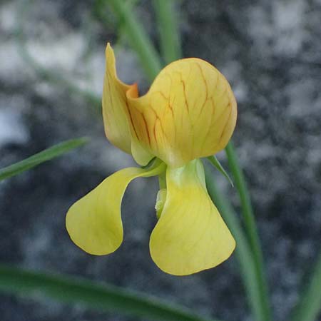 Lathyrus annuus \ Einj&auml;hrige Platterbse / Fodder Pea, Kos Asklepion 13.4.2026