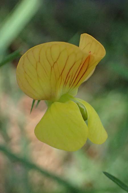 Lathyrus annuus \ Einj&auml;hrige Platterbse / Fodder Pea, Kos Asklepion 13.4.2026