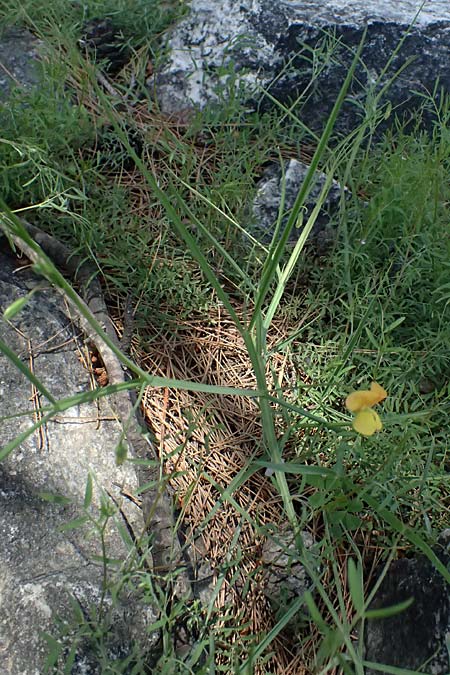 Lathyrus annuus \ Einj&auml;hrige Platterbse / Fodder Pea, Kos Asklepion 13.4.2026