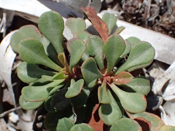 Limonium spec4 ? \ Strandflieder / Sea Lavender, Kos Kephalos 8.4.2026