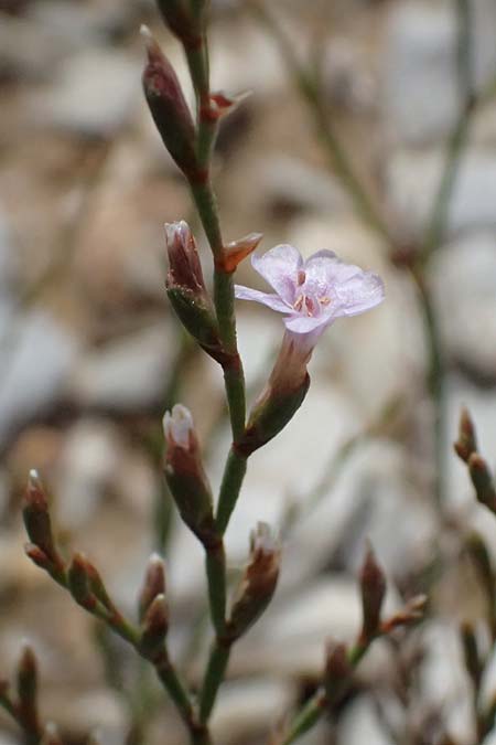 Limonium spec4 ? \ Strandflieder / Sea Lavender, Kos Kephalos 8.4.2026