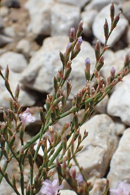 Limonium spec4 ? \ Strandflieder / Sea Lavender, Kos Kephalos 8.4.2026
