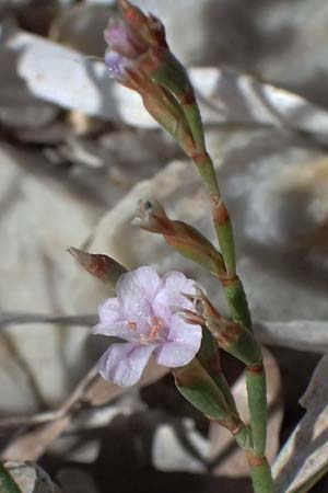 Limonium spec4 ? \ Strandflieder / Sea Lavender, Kos Kephalos 8.4.2026
