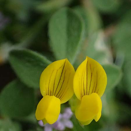 Lotus spec1 ? \ Hornklee / Bird's-Foot Trefoil, Kos Embros Therme 15.4.2026