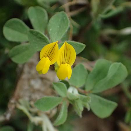 Lotus spec1 ? \ Hornklee / Bird's-Foot Trefoil, Kos Embros Therme 15.4.2026