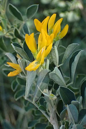 Medicago arborea \ Strauch-Schneckenklee / Tree Medick, Kos Paradise Beach 12.4.2026