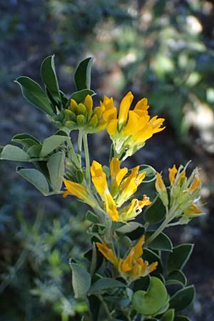 Medicago arborea \ Strauch-Schneckenklee / Tree Medick, Kos Paradise Beach 12.4.2026