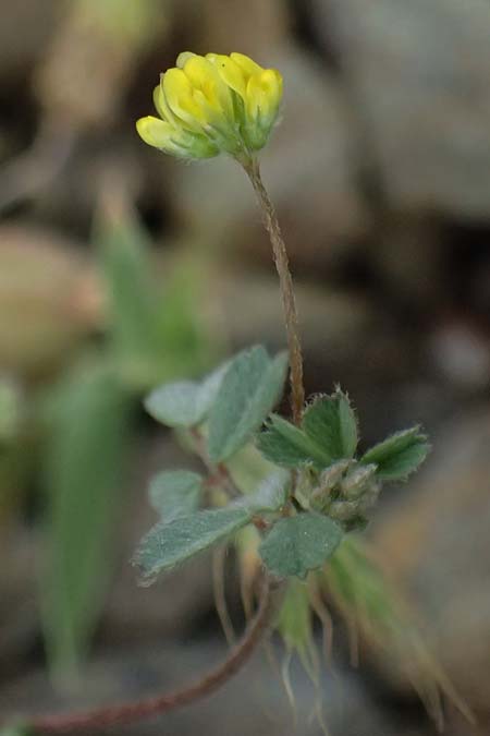 Medicago coronata \ Kronenf�rmiger Schneckenklee / Crown Medick, Kos Embros Therme 15.4.2026