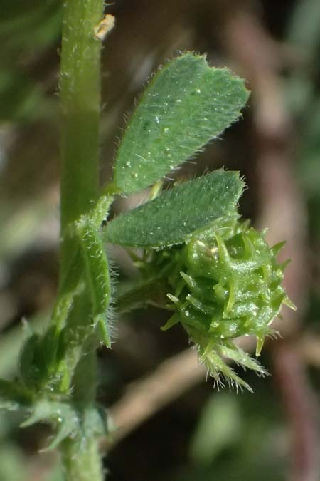 Medicago truncatula \ Gestutzter Schneckenklee, Starkdorniger Schneckenklee / Barrel Medick, Kos Kephalos 8.4.2026