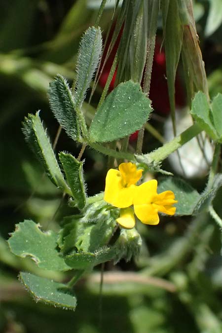 Medicago truncatula \ Gestutzter Schneckenklee, Starkdorniger Schneckenklee / Barrel Medick, Kos Kephalos 8.4.2026