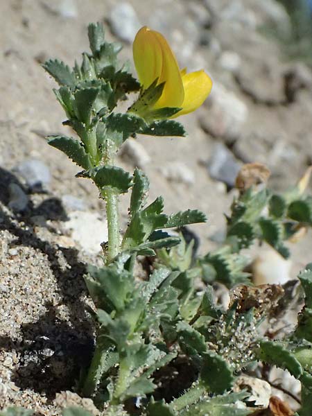 Ononis variegata \ Bunte Hauhechel / Variegated Restharrow, Villous Restharrow, Kos Paradise Beach 12.4.2026