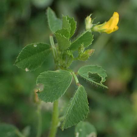 Medicago rigidula \ Sammet-Schneckenklee / Rigid Medick, Tifton Burclover, Kos Agios Fokas 15.4.2026