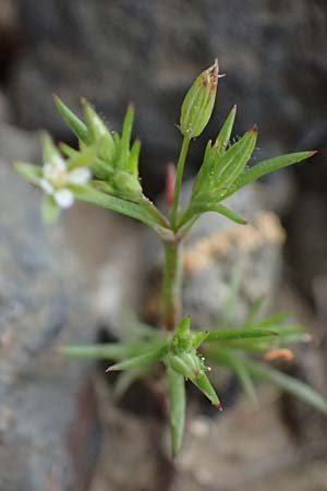 Sabulina tenuifolia subsp. hybrida \ Zarte Miere, Feinbl�ttrige Miere / Fine-Leaved Sandwort, Slender-Leaf Sandwort, Kos Dikeos 14.4.2026