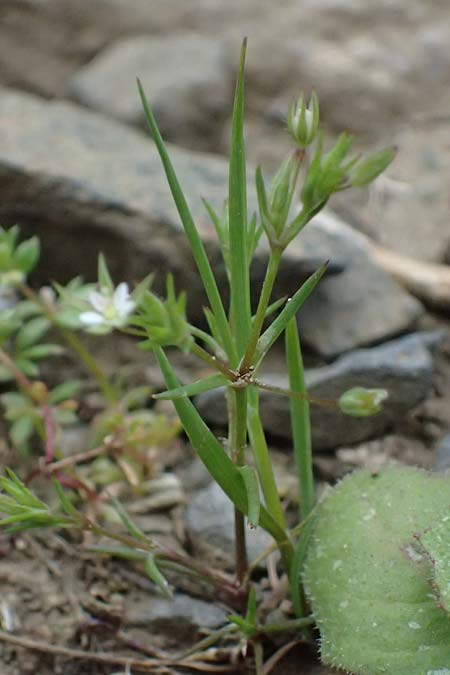 Sabulina tenuifolia subsp. hybrida \ Zarte Miere, Feinbl�ttrige Miere / Fine-Leaved Sandwort, Slender-Leaf Sandwort, Kos Dikeos 14.4.2026