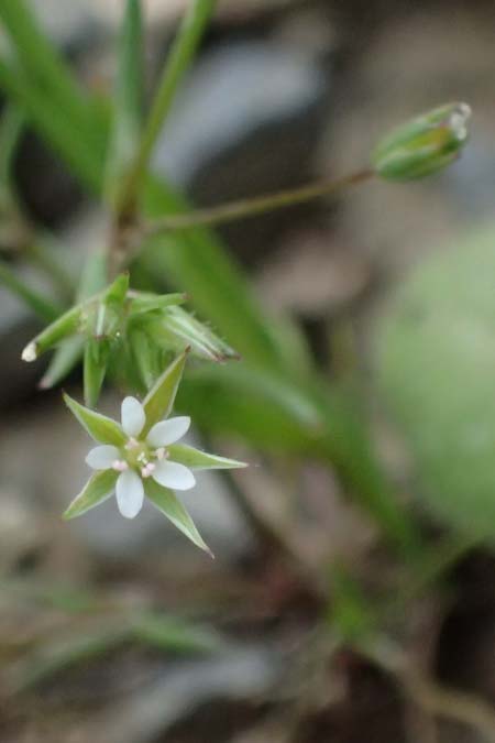 Sabulina tenuifolia subsp. hybrida \ Zarte Miere, Feinbl�ttrige Miere / Fine-Leaved Sandwort, Slender-Leaf Sandwort, Kos Dikeos 14.4.2026