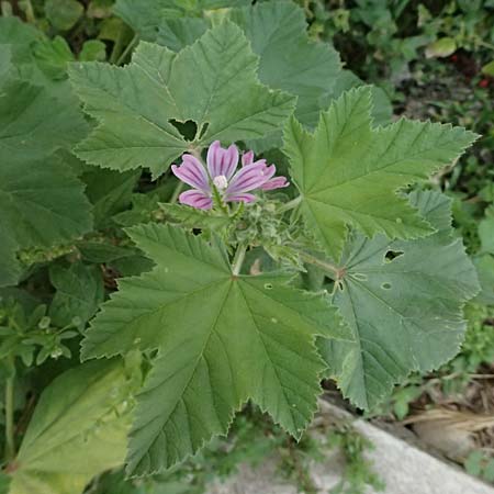 Malva multiflora \ Kretische Strauchpappel / Small Tree Mallow, Cretan Hollyhock, Kos  9.4.2026