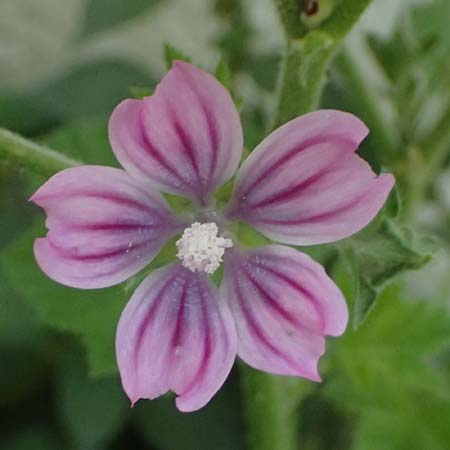 Malva multiflora \ Kretische Strauchpappel / Small Tree Mallow, Cretan Hollyhock, Kos  9.4.2026