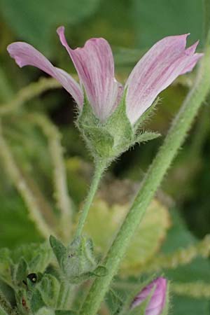 Malva multiflora \ Kretische Strauchpappel / Small Tree Mallow, Cretan Hollyhock, Kos  9.4.2026