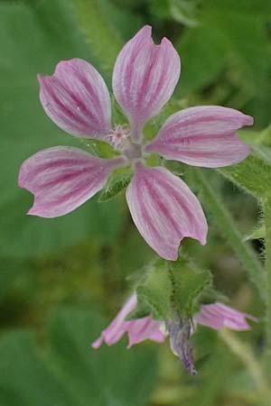 Malva multiflora \ Kretische Strauchpappel / Small Tree Mallow, Cretan Hollyhock, Kos  9.4.2026