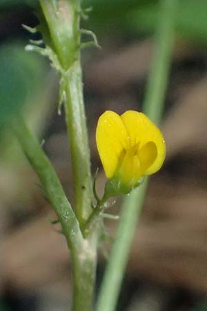 Medicago truncatula \ Gestutzter Schneckenklee, Starkdorniger Schneckenklee / Barrel Medick, Kos Kephalos 8.4.2026
