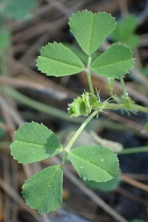 Medicago truncatula \ Gestutzter Schneckenklee, Starkdorniger Schneckenklee / Barrel Medick, Kos Kephalos 8.4.2026