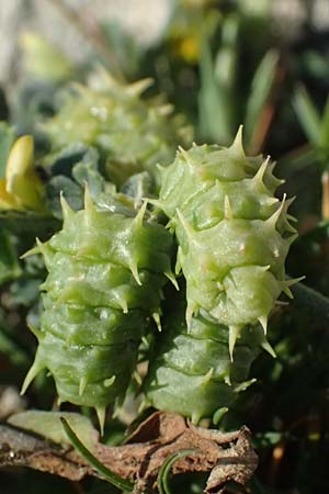 Medicago truncatula \ Gestutzter Schneckenklee, Starkdorniger Schneckenklee / Barrel Medick, Kos Kephalos 8.4.2026