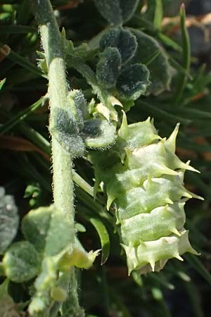 Medicago truncatula \ Gestutzter Schneckenklee, Starkdorniger Schneckenklee / Barrel Medick, Kos Kephalos 8.4.2026