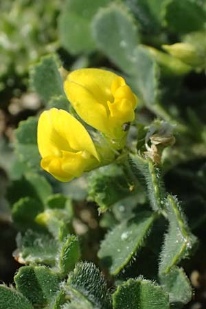 Medicago truncatula \ Gestutzter Schneckenklee, Starkdorniger Schneckenklee / Barrel Medick, Kos Kephalos 8.4.2026