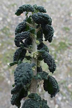 Marrubium vulgare \ Wei�er Andorn / White Horehound, Kos  11.4.2026