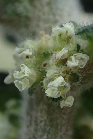 Marrubium vulgare \ Wei�er Andorn / White Horehound, Kos  11.4.2026