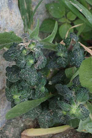 Marrubium vulgare \ Wei�er Andorn / White Horehound, Kos  11.4.2026
