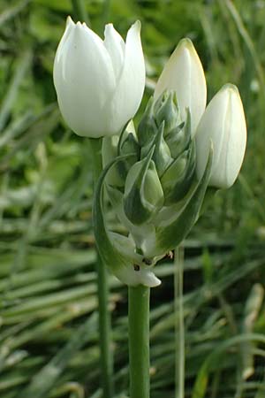 Ornithogalum arabicum \ Arabischer Milchstern / Arabian Star Flower, Black Pearl Lily, Kos  11.4.2026