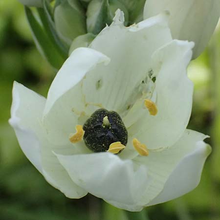 Ornithogalum arabicum \ Arabischer Milchstern / Arabian Star Flower, Black Pearl Lily, Kos  11.4.2026