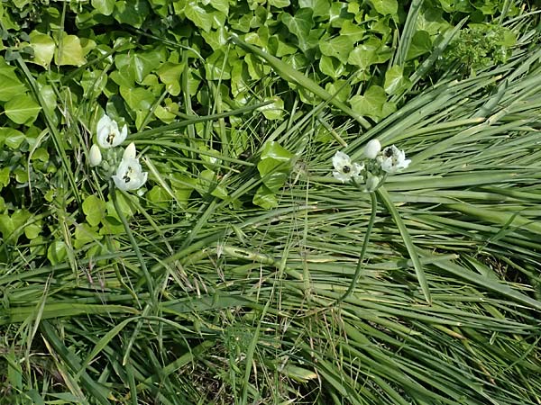 Ornithogalum arabicum \ Arabischer Milchstern / Arabian Star Flower, Black Pearl Lily, Kos  11.4.2026