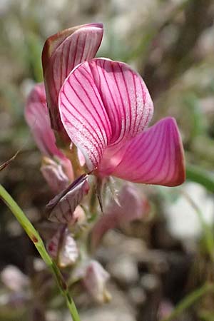 Onobrychis arenaria subsp. cana \ Armenische Sand-Esparsette / Armenian Sainfoin, Kos Paradise Beach 12.4.2026