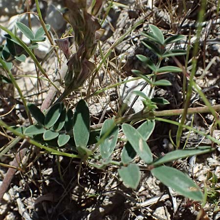 Onobrychis arenaria subsp. cana \ Armenische Sand-Esparsette / Armenian Sainfoin, Kos Paradise Beach 12.4.2026