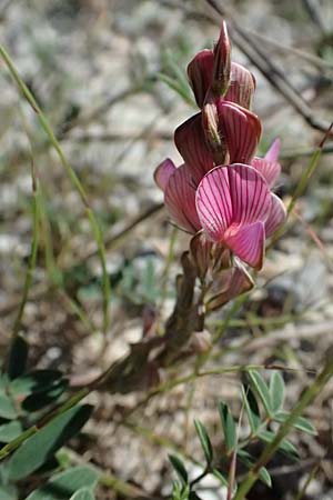 Onobrychis arenaria subsp. cana \ Armenische Sand-Esparsette / Armenian Sainfoin, Kos Paradise Beach 12.4.2026