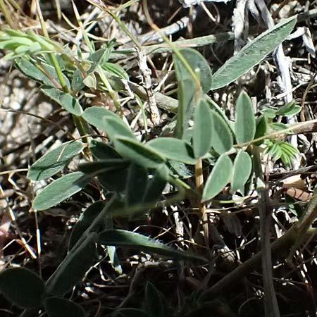 Onobrychis arenaria subsp. cana \ Armenische Sand-Esparsette / Armenian Sainfoin, Kos Paradise Beach 12.4.2026