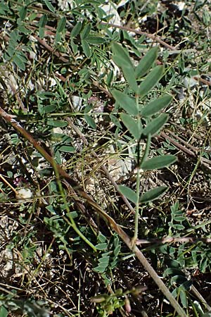 Onobrychis arenaria subsp. cana \ Armenische Sand-Esparsette / Armenian Sainfoin, Kos Paradise Beach 12.4.2026