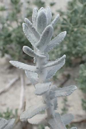 Achillea maritima \ Schneewei�e Strand-Filzblume / Cottonweed, Coastal Lavender Cotton, Kos Salt-Lake Alikes 9.4.2026