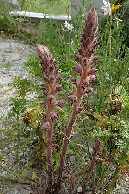 Orobanche minor ? \ Kleine Sommerwurz / Lesser Broomrape, Common Broomrape, Kos  11.4.2026