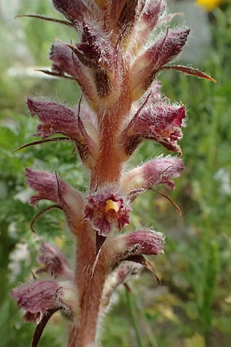 Orobanche minor ? \ Kleine Sommerwurz / Lesser Broomrape, Common Broomrape, Kos  11.4.2026