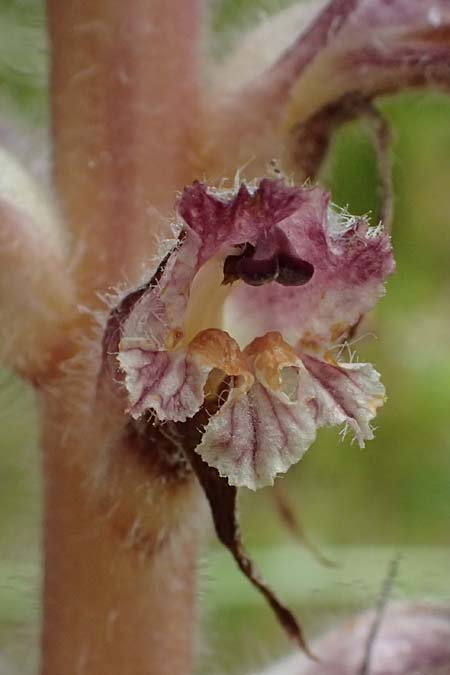 Orobanche minor ? \ Kleine Sommerwurz / Lesser Broomrape, Common Broomrape, Kos  11.4.2026