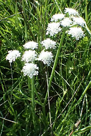 Oenanthe pimpinelloides \ Bibernell-Rebendolde, S�dliche Erdkastanie / Corky-Fruited Water Dropwort, Kos Agios Nektarios 10.4.2026