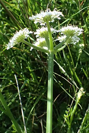 Oenanthe pimpinelloides \ Bibernell-Rebendolde, S�dliche Erdkastanie / Corky-Fruited Water Dropwort, Kos Agios Nektarios 10.4.2026