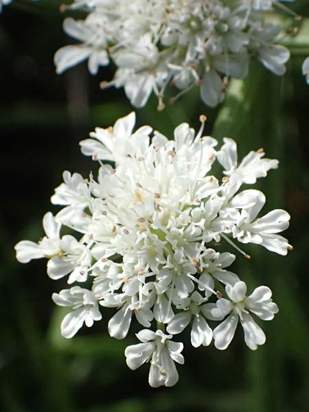 Oenanthe pimpinelloides \ Bibernell-Rebendolde, S�dliche Erdkastanie / Corky-Fruited Water Dropwort, Kos Agios Nektarios 10.4.2026
