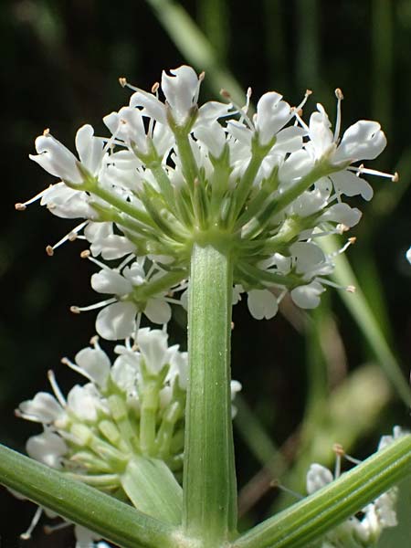 Oenanthe pimpinelloides \ Bibernell-Rebendolde, S�dliche Erdkastanie / Corky-Fruited Water Dropwort, Kos Agios Nektarios 10.4.2026