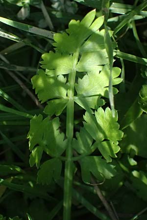 Oenanthe pimpinelloides \ Bibernell-Rebendolde, S�dliche Erdkastanie / Corky-Fruited Water Dropwort, Kos Agios Nektarios 10.4.2026